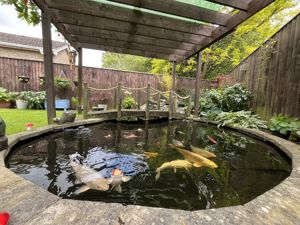 Ornamental fish pond- click for photo gallery